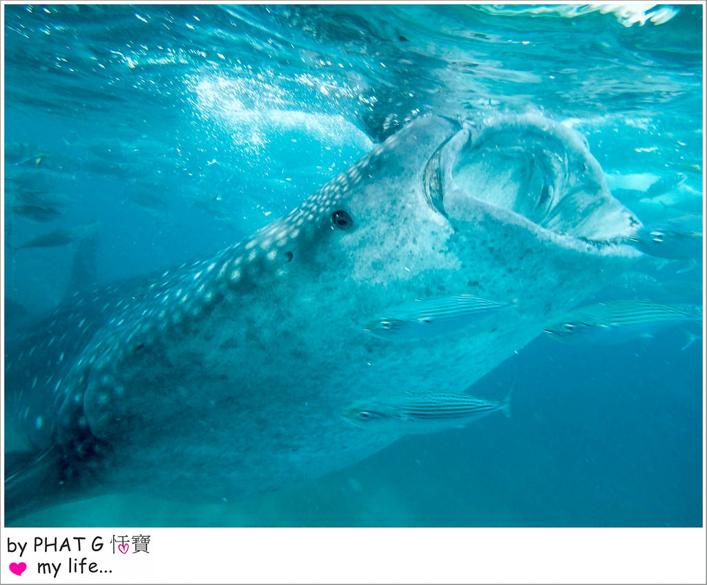 cebu whale shark 20-2