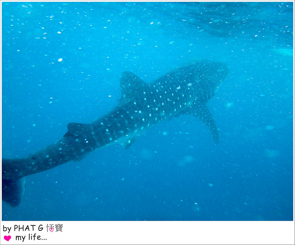 cebu whale shark 12-2