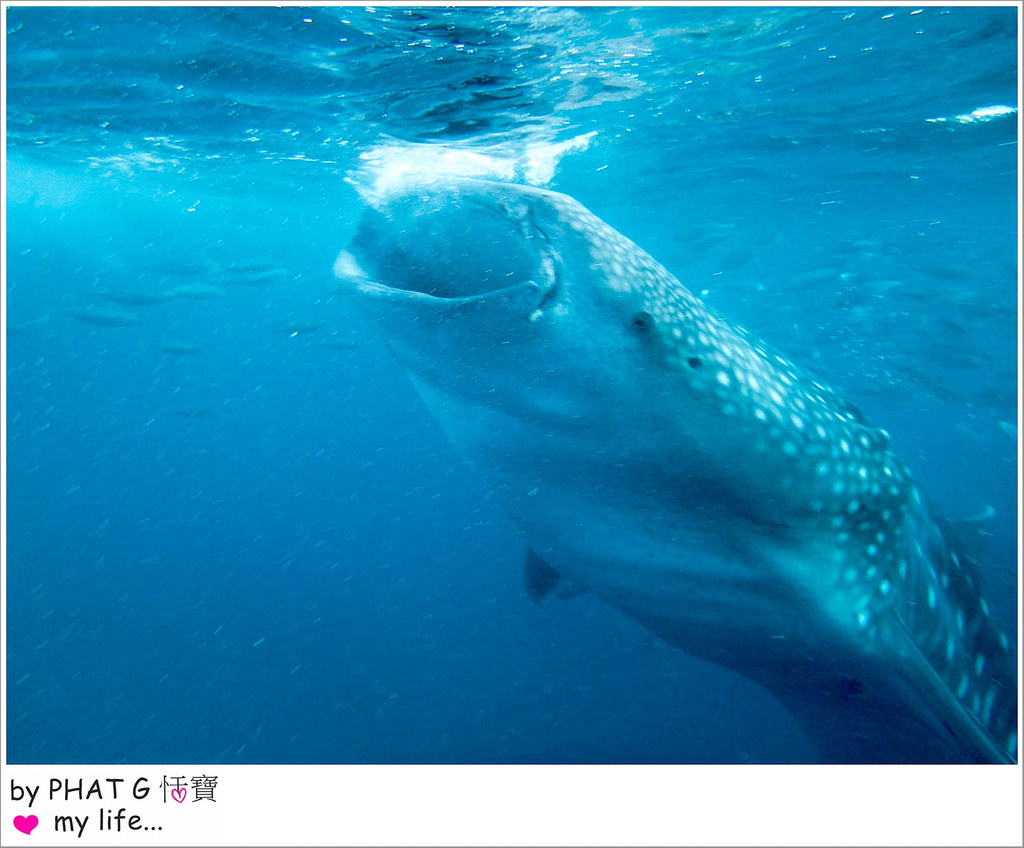 cebu whale shark 14-2