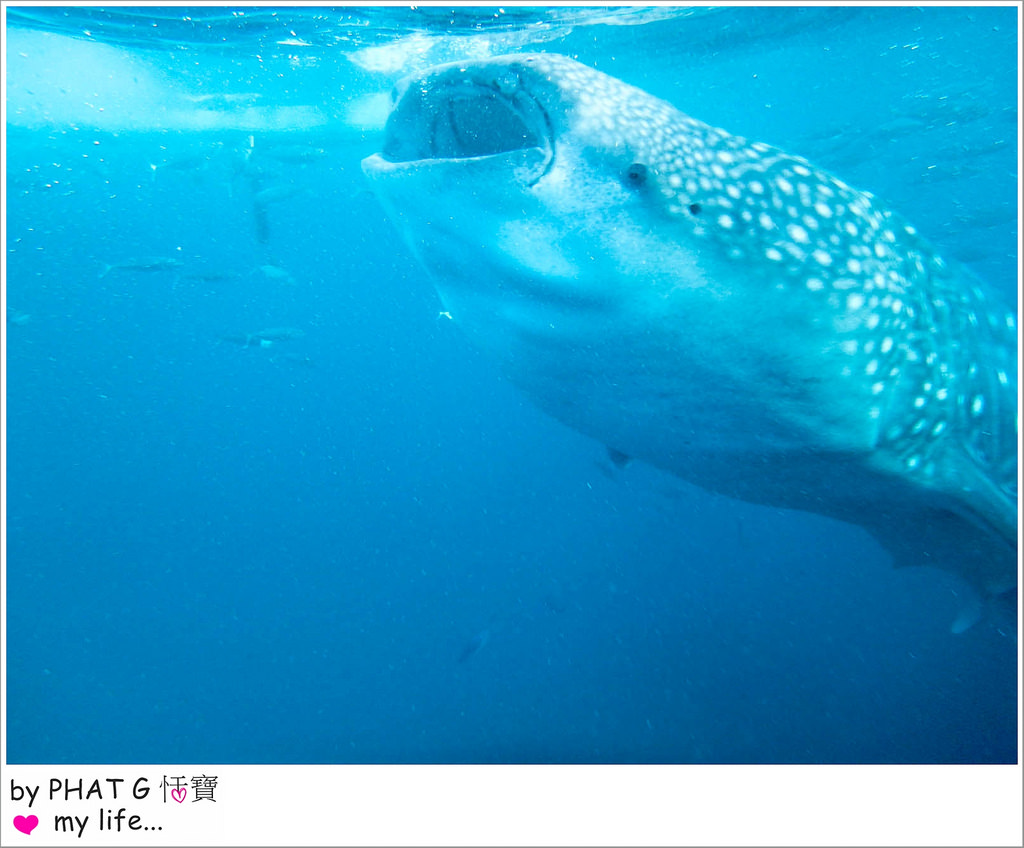 cebu whale shark 15-2