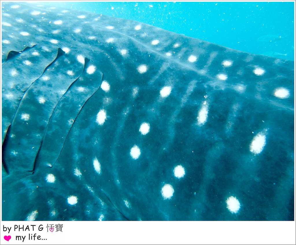 cebu whale shark 19-2