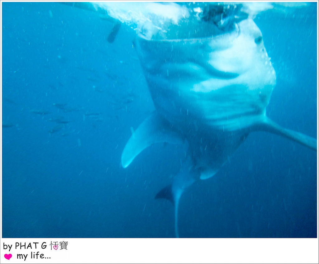cebu whale shark 13-2